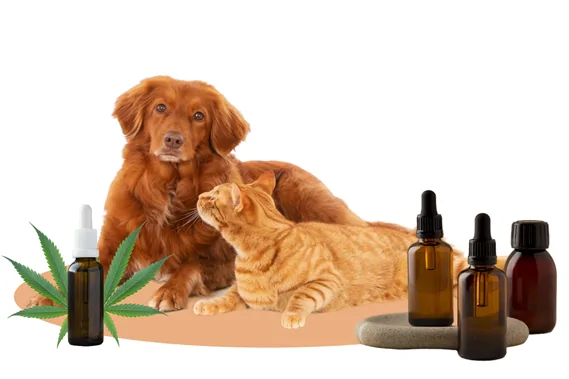 Produits CBD pour chiens et chats